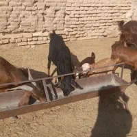 ۴ عدد بز جمل زا جوان