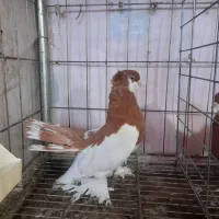 فروش کبوتر زینتی|پرنده|نوشهر, |دیوار