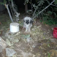 شیتزو سگ خانگی|سگ|ماهدشت, |دیوار