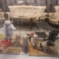 ۵ تا توله سگ کوچولو