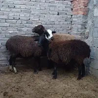 گوسفند شیشک ابستن سنگین