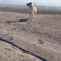 سگ گله|سگ|خواجه, |دیوار