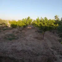 1000 متر دور دیوار شده استخر و درخت|فروش خانه و ویلا|مشهد, لقمانی|دیوار