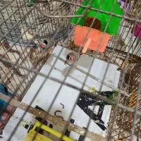 فنچ نر و ماده مولد معمولی و پاکستانی