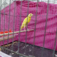 قناری نرطلایی یسر|پرنده|الوند, |دیوار