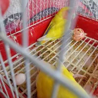 یک جفت طوطی برزیلی