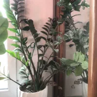 سه عدد گیاه زاموفیلیا