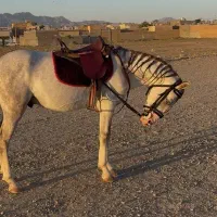 اسب ترکمن نریان