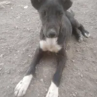 توله سگ قدرجانی