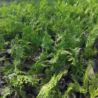 فروش نشاء کامیس نوک دار|گل و گیاه طبیعی|رامسر, |دیوار