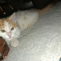 حیوان خانگی|گربه|اشتهارد, |دیوار