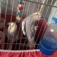 عروس هلندی باقفس ولوازم|پرنده|چهاردولی, |دیوار