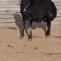 برە قوچ قرە قزل