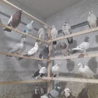 کفتر،کبوتر