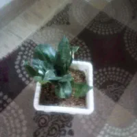 گلدان طبیعی|گل و گیاه طبیعی|خسروشاه, |دیوار