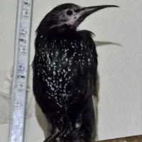 مرغ مینا گمشده