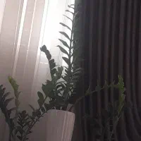 همخانه