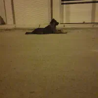 ماده خراسانی|سگ|حسن آباد, |دیوار