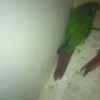 گرینچیک ۳ماهه