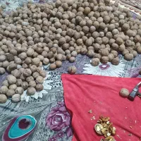 گردو|خوردنی و آشامیدنی|ملکان, |دیوار