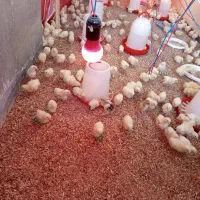 مرغ گوشتی|حیوانات مزرعه|اصفهان, سپاهان‌شهر|دیوار
