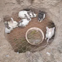 خرگوش نر و ماده بزرگ