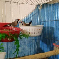 فنچ کرواتی سهر قناری