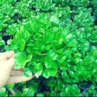 سبزه نارنج(شب عید)