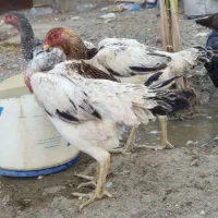 مرغ اوشامو