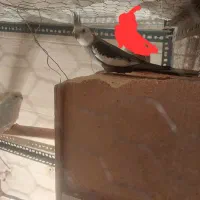 یک جفت عروس هلندی نر وایت فیس مادآلبینو فروش فوری