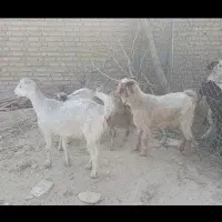 بزو بزغاله