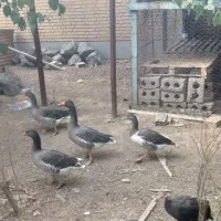 غاز و مرغ شاخ دار