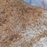 برنج  کامفیروری و خرده برنج کامفیرور و فجر|خوردنی و آشامیدنی|شیراز, میانرود|دیوار