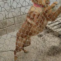 واگذاری دوعدد سگ مالی نیوز ژرمن دورگ|سگ|ابریشم, |دیوار