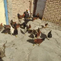 35عدد مرغ و خروس سالم و زیبا فقط12
