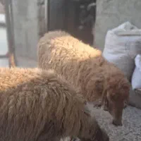 فروش میش حامله در بندر ماهشهر|حیوانات مزرعه|بندر ماهشهر, |دیوار