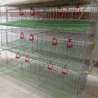 قفس بلدرچین و دستگاه جوجه کشی|لوازم جانبی حیوانات|آران و بیدگل, |دیوار