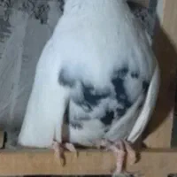 کبوتر گمشده