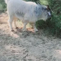 نری سنگین وزن|حیوانات مزرعه|فاریاب, |دیوار