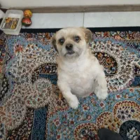 واگذاری تربیت شده و حرف گوش کن و بامزه