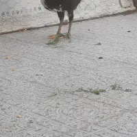 فروش نیمچه مرغ وخروس