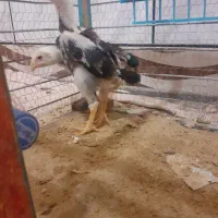 جوجه اوشامواصیل‌معاوضه با دانه پارس