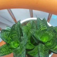 گل سانسوریا|گل و گیاه طبیعی|کرمانشاه, |دیوار