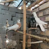 کبوتر غریب گیری