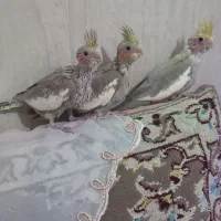 جوجه عروس هلندی