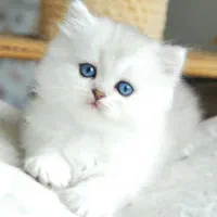 گربه با نژاد خاص با رنگ های جذاب