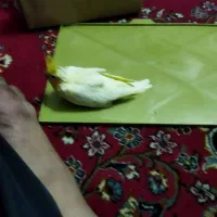 سلام جوجه عروس نژاد 6تخمه برای دستی کردن|پرنده|قم, شهرک امام حسین|دیوار