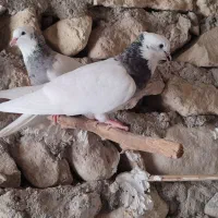 فروشی شش جفت طوقی پالخت|پرنده|بستک, |دیوار