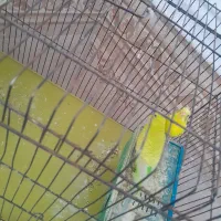 دو عدد عروس و دو عدد مرغ عشق