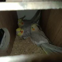 عروس هلندی|پرنده|بیرجند, |دیوار